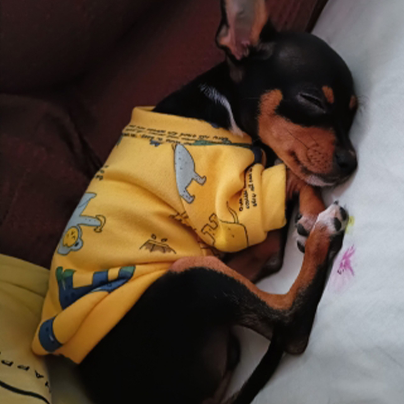Pakaian Anjing Xs untuk Anjing - Winter Clothing For Toddlers ulasan dan harga